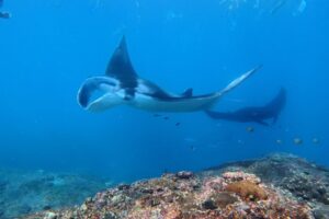 Nusa Penida Snorkeling Adventure 3-Spots with Manta Rays (11)