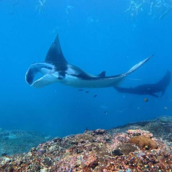 Nusa Penida Snorkeling Adventure 3-Spots with Manta Rays (11)