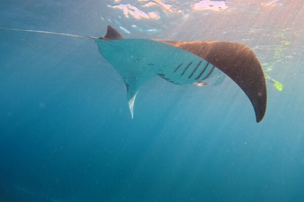 Nusa Penida Snorkeling Adventure 3-Spots with Manta Rays (13)