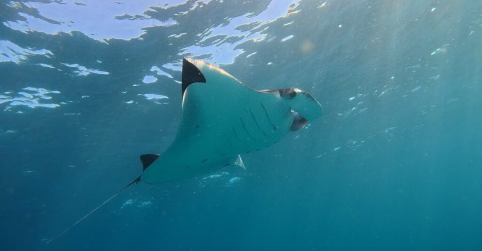 Nusa Penida Snorkeling Adventure 3-Spots with Manta Rays (14) Nusa Penida Snorkeling Adventure 3-Spots with Manta Rays (14)