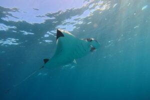 Nusa Penida Snorkeling Adventure 3-Spots with Manta Rays (14)