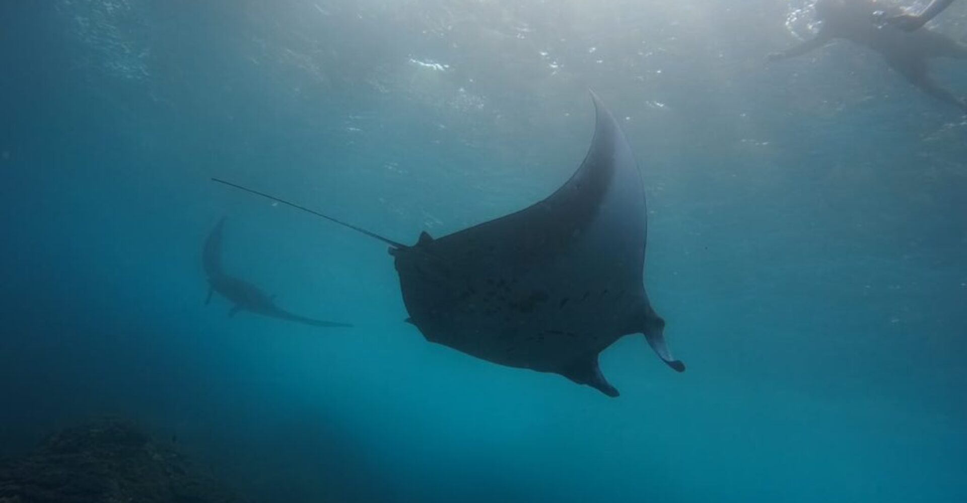 Nusa Penida Snorkeling Adventure 3-Spots with Manta Rays (17) Nusa Penida Snorkeling Adventure 3-Spots with Manta Rays (17)