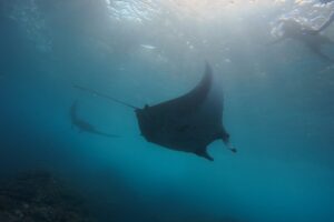 Nusa Penida Snorkeling Adventure 3-Spots with Manta Rays (17)