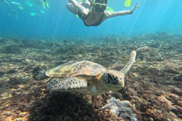 Nusa Penida Snorkeling Adventure 3-Spots with Manta Rays (18)
