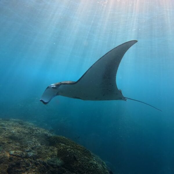 Nusa Penida Snorkeling Adventure 3-Spots with Manta Rays (2)