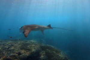 Nusa Penida Snorkeling Adventure 3-Spots with Manta Rays (3)