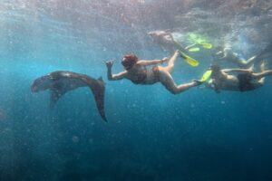 Nusa Penida Snorkeling Adventure 3-Spots with Manta Rays (4)