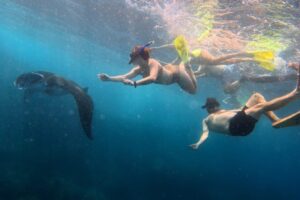 Nusa Penida Snorkeling Adventure 3-Spots with Manta Rays (7)