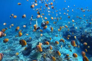 Nusa Penida Snorkeling Adventure 3-Spots with Manta Rays (9)